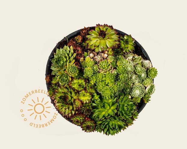 Sempervivum Mix - schaal
