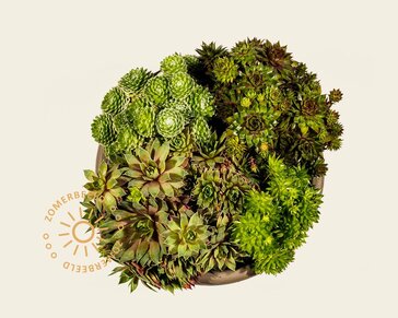 Sempervivum Mix - schaal