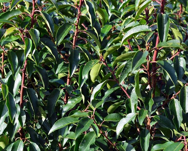 Prunus lusitanica 'Angustifolia' - bolvorm