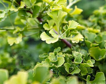 Ginkgo biloba 'Blagon'