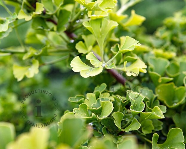 Ginkgo biloba 'Blagon'