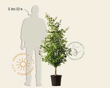 Ginkgo biloba 'Blagon'