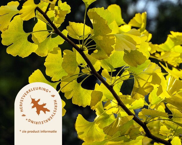 Ginkgo biloba 'Blagon'