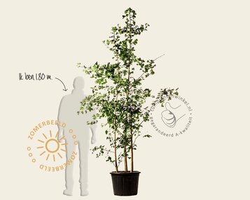 Ginkgo biloba - 3-stam image