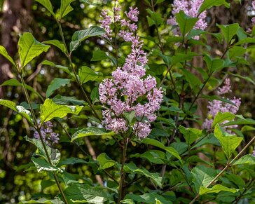 Syringa josikaea - hoogstam