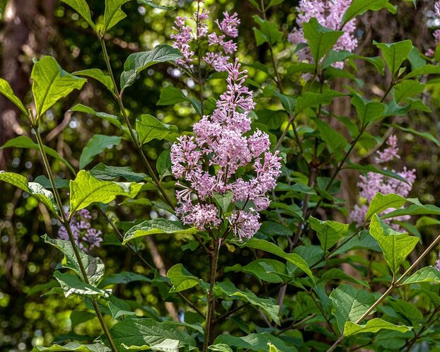 Syringa josikaea - hoogstam