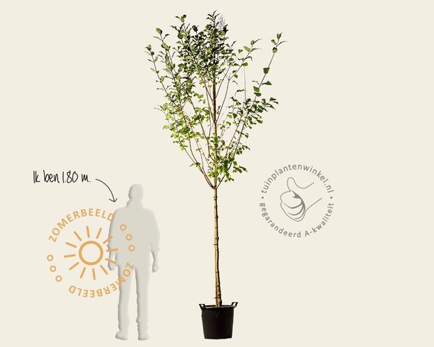 Syringa josikaea - hoogstam