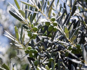 Alleen in winkel Olea europaea - bonsai in schaal