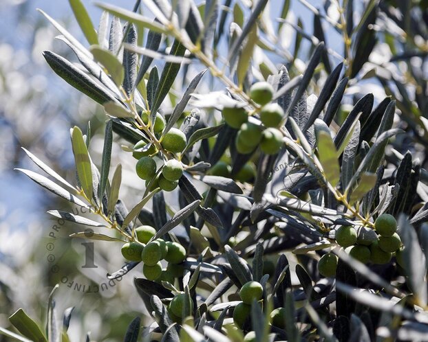 Alleen in winkel Olea europaea - bonsai in schaal