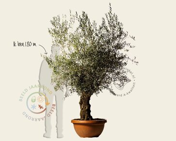 Alleen in winkel Olea europaea - bonsai in schaal