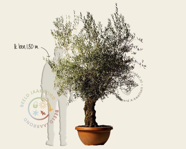 Alleen in winkel Olea europaea - bonsai in schaal