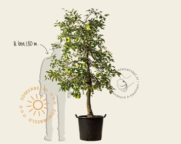 Alleen in winkel Malus domestica 'Delcorf' - oude laagstam