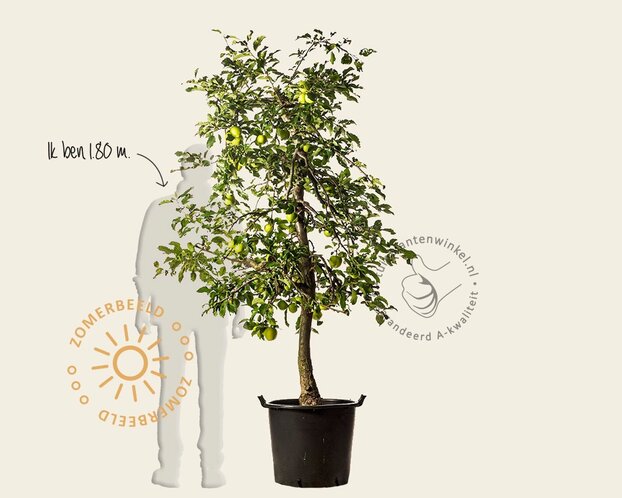 Alleen in winkel Malus domestica 'Delcorf' - oude laagstam