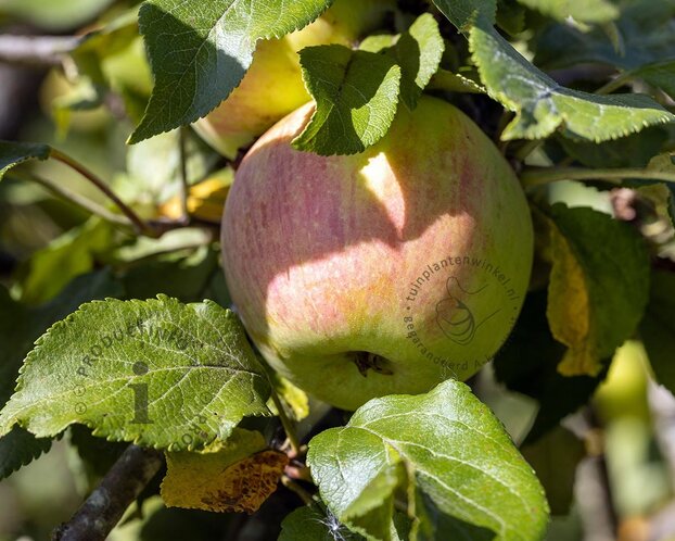 Alleen in winkel Malus domestica 'Delcorf' - oude laagstam