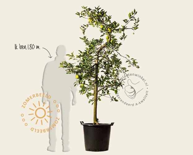 Malus domestica 'Golden Delicious' - oude laagstam
