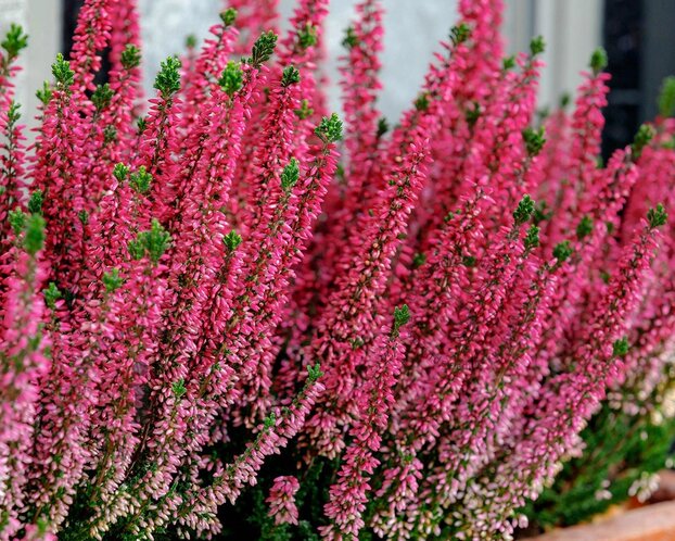 Calluna vulgaris 'Beauty Ladies Steffi' - Rozerood