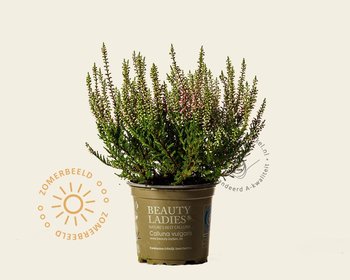 Calluna vulgaris 'Beauty Ladies Steffi' - Rozerood