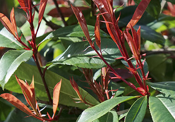 Een Red Robin heeft vele gedaantes