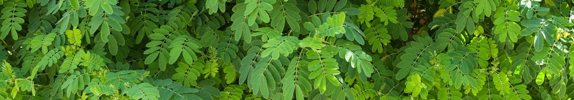 Acacia bomen