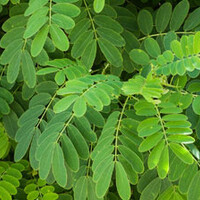 Acacia bomen