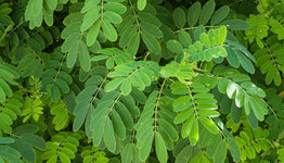 Acacia bomen image