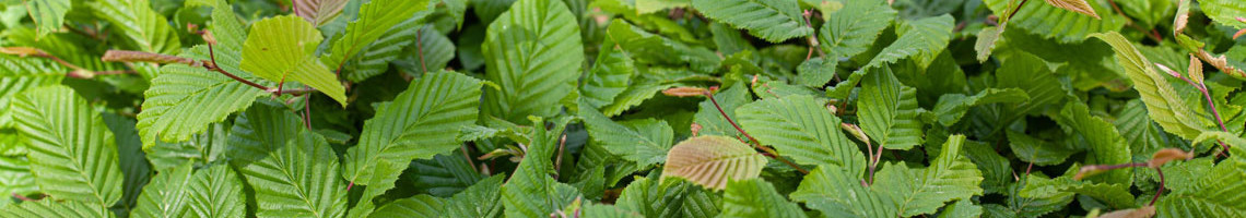 Carpinus betulus