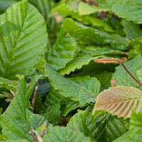Carpinus betulus