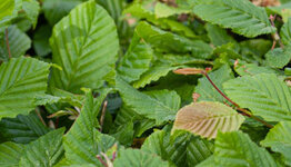 Carpinus betulus image