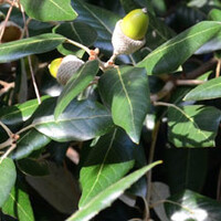Quercus ilex