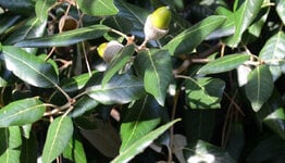Quercus ilex image