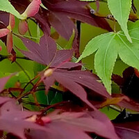 Acer palmatum
