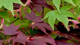 Acer palmatum image