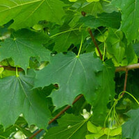 Noorse esdoorn