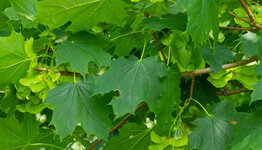 Noorse esdoorn image