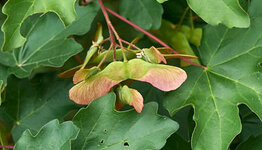 Veldesdoorn image