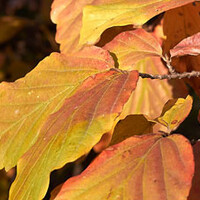 Parrotia persica