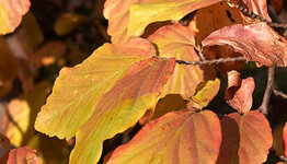 Parrotia persica image