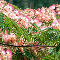 Albizia