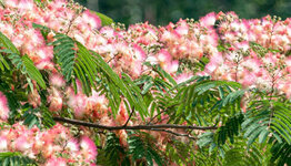 Albizia image