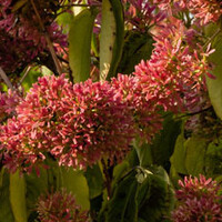 Zevenzonenboom