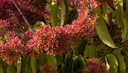 Zevenzonenboom image