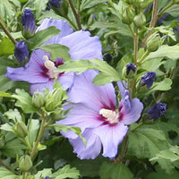 Hibiscus bomen
