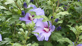 Hibiscus bomen image