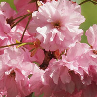 Prunus serrulata