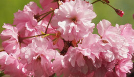 Prunus serrulata image