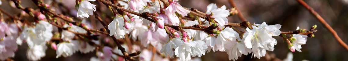 Prunus subhirtella Autumnalis