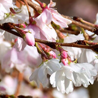 Prunus subhirtella Autumnalis