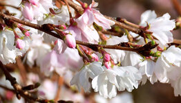 Prunus subhirtella Autumnalis image