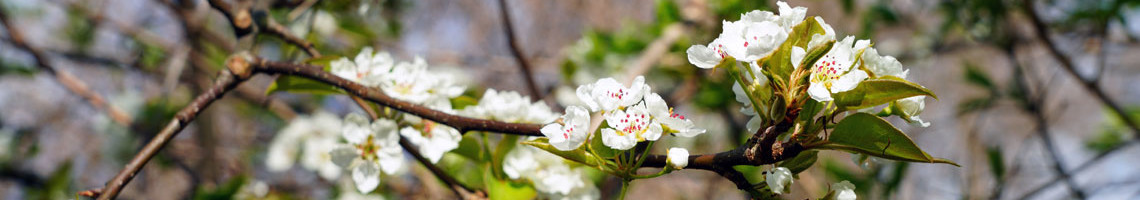 Pyrus calleryana