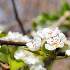 Pyrus calleryana